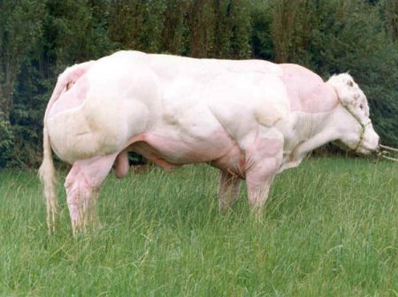   Belgian Blue (40  + 4 )