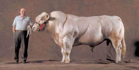   Belgian Blue (40  + 4 )