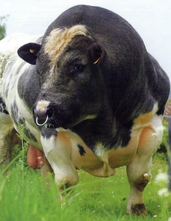   Belgian Blue (40  + 4 )