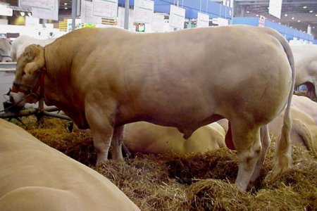   Belgian Blue (40  + 4 )