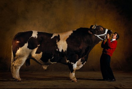   Belgian Blue (40  + 4 )