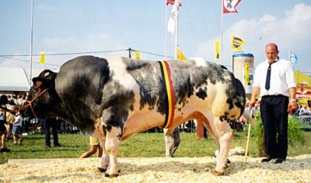   Belgian Blue (40  + 4 )