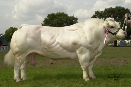   Belgian Blue (40  + 4 )