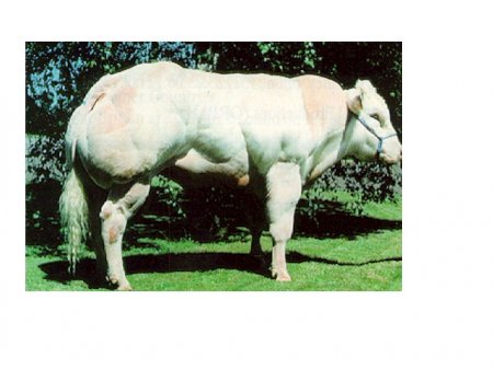   Belgian Blue (40  + 4 )