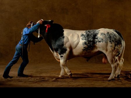   Belgian Blue (40  + 4 )