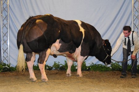   Belgian Blue (40  + 4 )