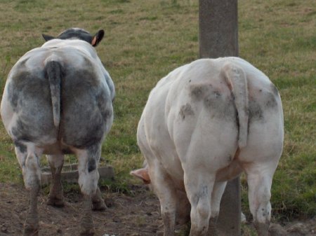   Belgian Blue (40  + 4 )