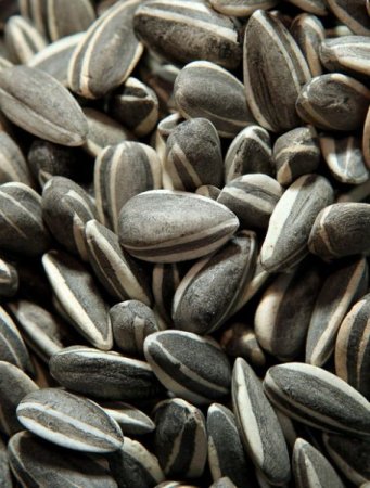 ���������� ������� ������ ������ (21 ���� + 2 �����)