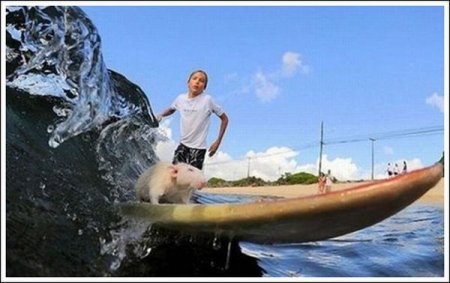   Fin  Tofu (19  + 1 )