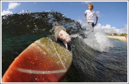   Fin  Tofu (19  + 1 )