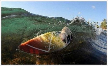   Fin  Tofu (19  + 1 )