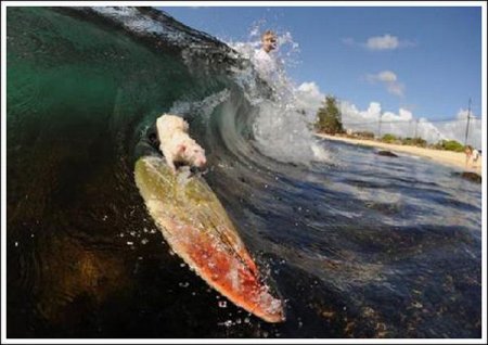   Fin  Tofu (19  + 1 )