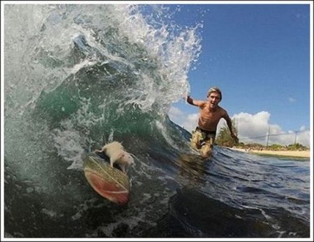   Fin  Tofu (19  + 1 )