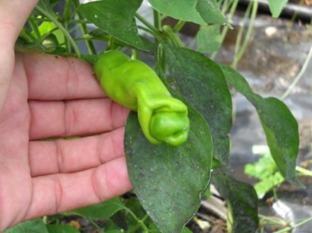  " " (Peters Peppers) (11 )