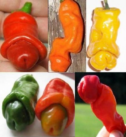  " " (Peters Peppers) (11 )