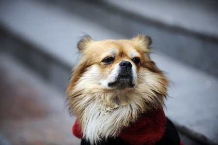 Wang Cai    Hachiko (6 )