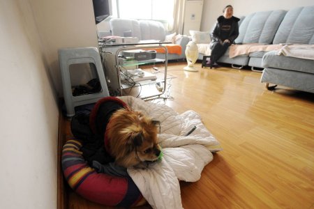 Wang Cai    Hachiko (6 )