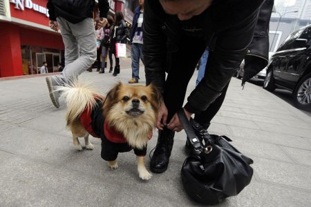 Wang Cai    Hachiko (6 )