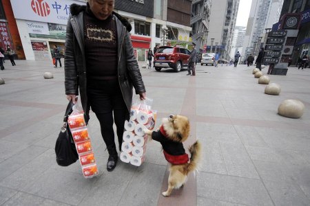 Wang Cai    Hachiko (6 )