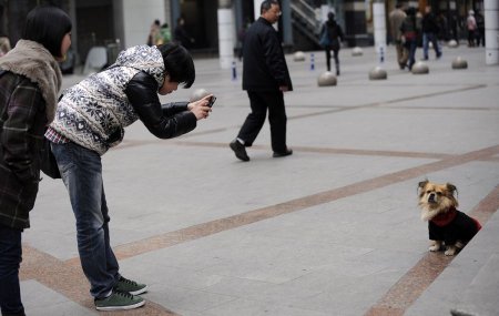 Wang Cai    Hachiko (6 )